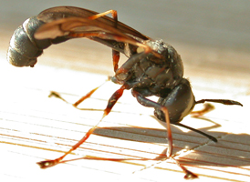 Physocephala tibialis